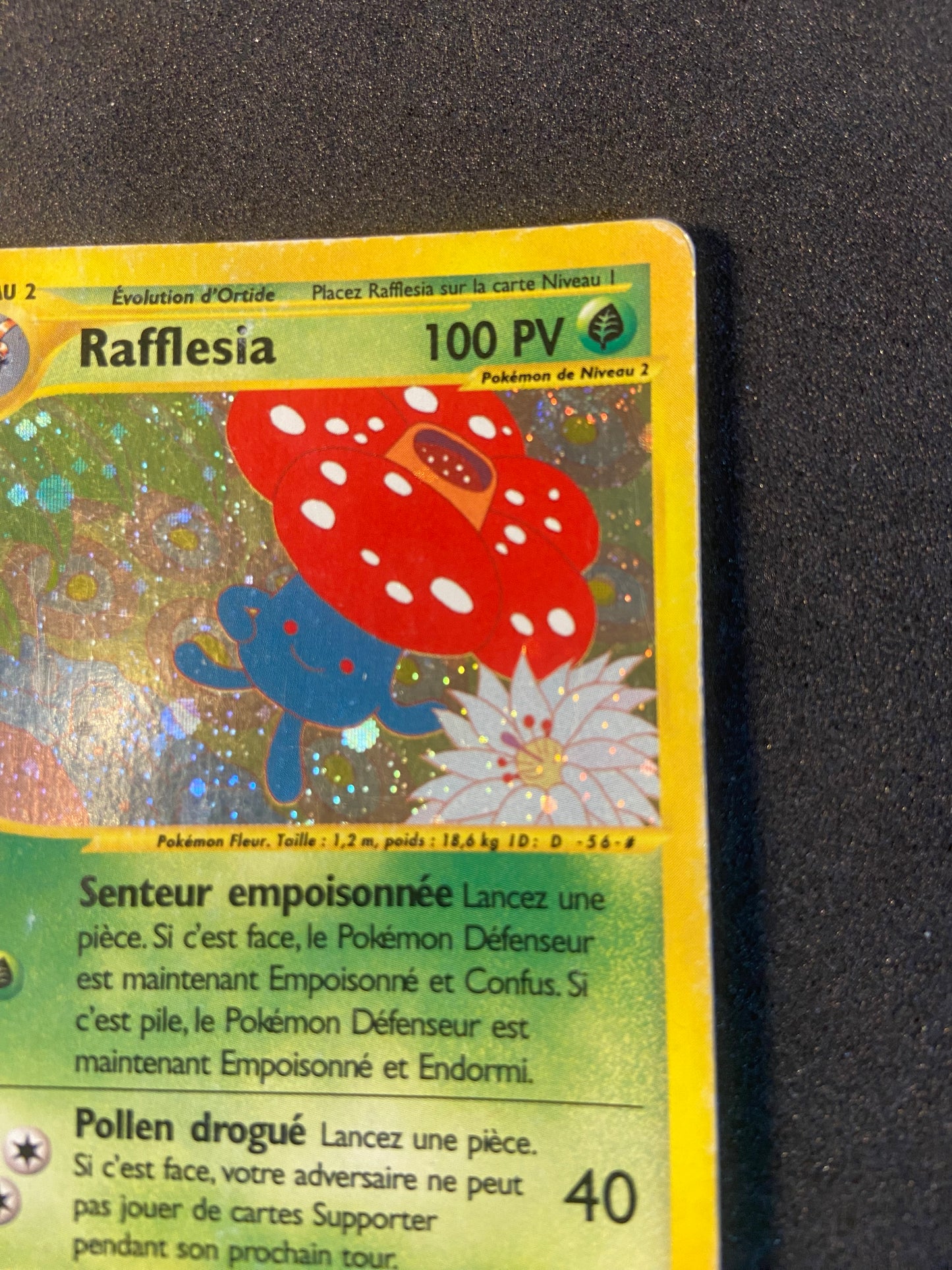 Rafflesia - H31/H32 - Aquapolis